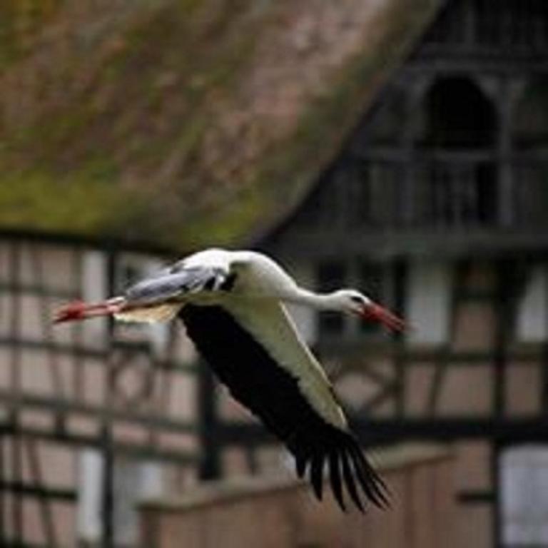 Les Appartements De Louise Riquewihr Esterno foto